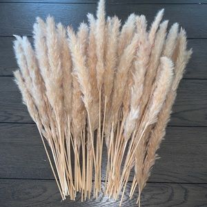 Dried Pampas Grass (3 dif colors)
